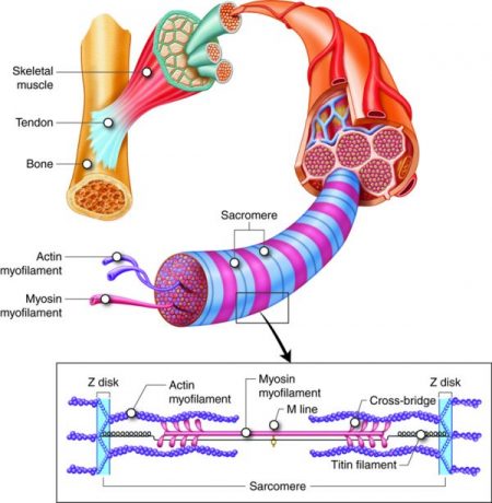 Goodwin Drawing Structure Of Skeletal Muscle And Sarcomere English